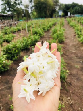 Thai women for dating / Thai ladies for dating